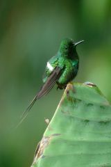 Green Thorntail